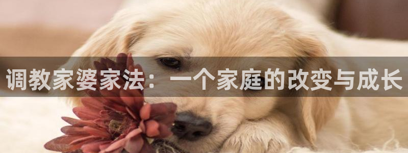 51漫画合集：调教家婆家法：一个家庭的改变与成长